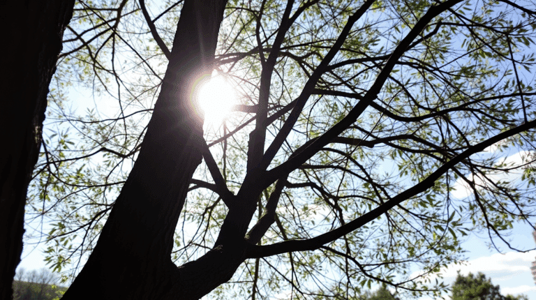 img_68199a01ad999.png